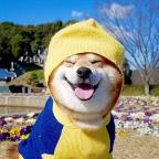 WillWU Profile Picture